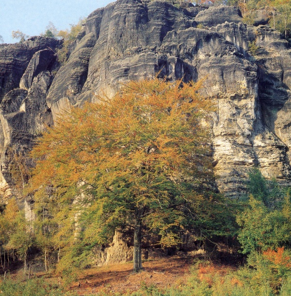 Türkenkopf, Foto: Christian Walter