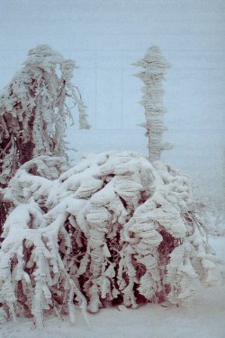 07.12.96:        Blick vom Kahleberg nach Nord, rechts Rehefelder Stra&szlig;e. Der Nebel umflie&szlig;t den Kahleberg und ist aufder Westseite (st&auml;rkere Einsattelung bei Rehefeld) schon weit nach Sachsen in das Wei&szlig;eritztal gestr&ouml;mt.