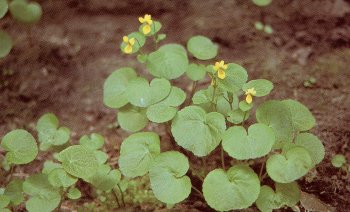 Das zweibl&uuml;tige Veilchen im Kirnitzschtal, Foto: Holm Riebe