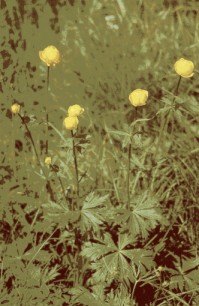 Trollblume, eine in Sachsen stark gef&auml;hrdete Pflanzenart