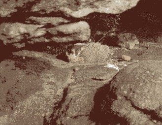 Br&uuml;tendes Wanderfalkenweibchen am Lilienstein, Foto: U. Augst